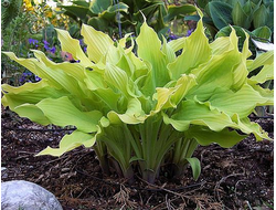 Хоста Marrakech