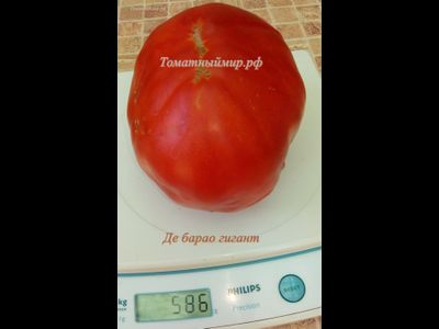 Томат Де Барао гигант