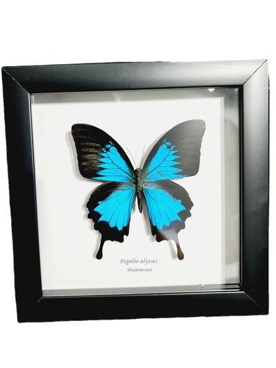 Парусник Улисс № 1296