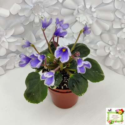 Н-Лесной Родник (Н. Бердникова) 2015 (детка-стартер)