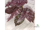 Бегония Tingley Mallet / Begonia incarnata var. purpurascens х Begonia Eldorado