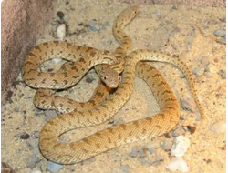 Обыкновенный диадемовый полоз(Spalerosophis diadema)