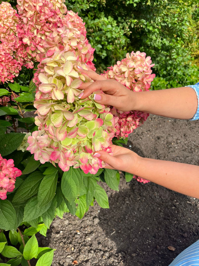 Гортензия метельчатая Бонфайр (Bonfire) ОКС