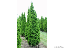 Туя Дегрутс Спаер - Degroot`s Spire