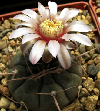 Gymnocalycium bozsingianum VG-246 (D=20мм)