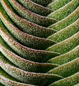 Crassula Buddha's Temple