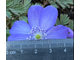 Hepatica transilvanica 1-23