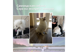 Самоедская собака СЭРА