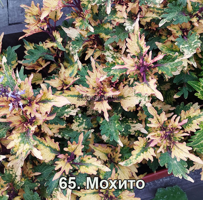 Колеус Мохито