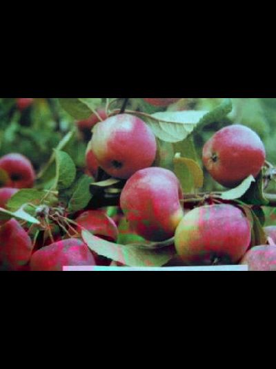 Урожайное Сусова (яблоня)