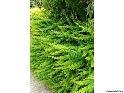 Барбарис Тунберга Green Ornament