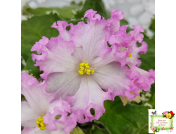 Nik-Обыкновенная Богиня (Н. Булко) 2023 г. (сортовая омоложенная розетка)