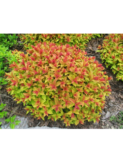 Спирея японская Goldflame