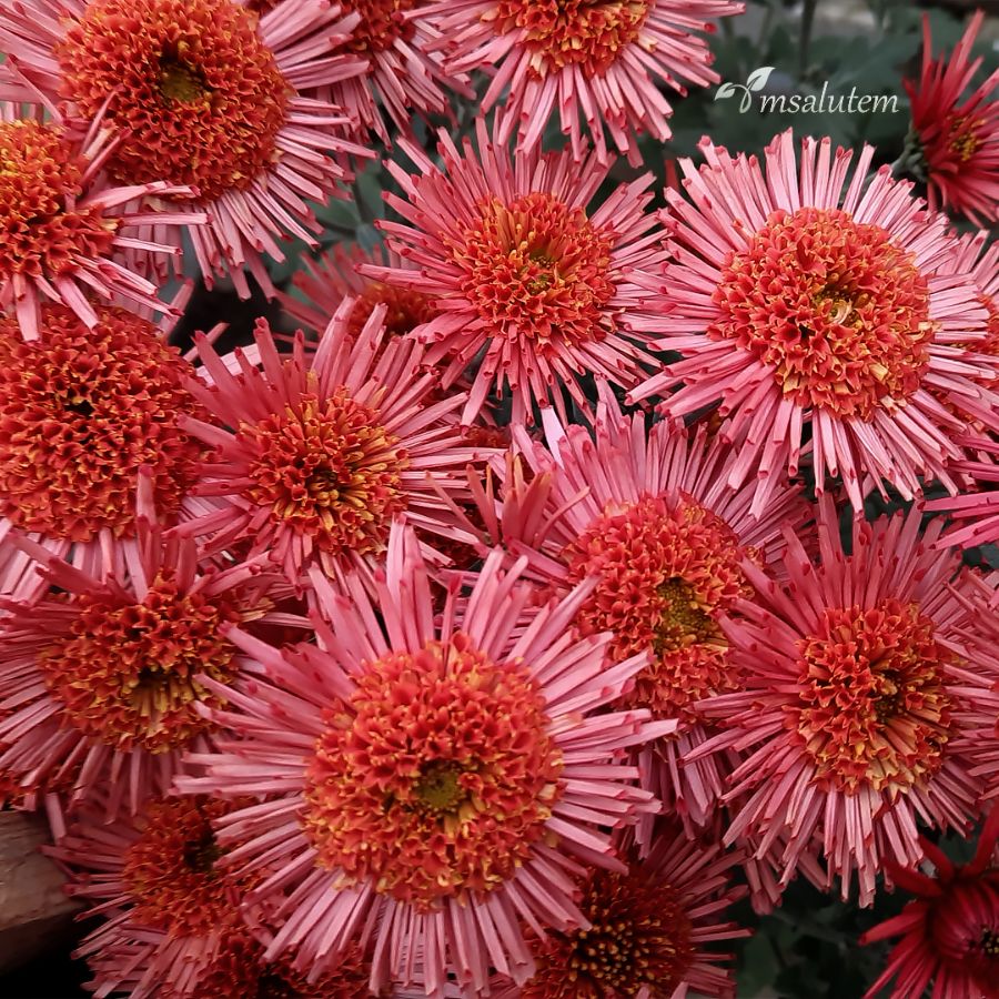 Chrysanthemum Зиркова Принцесса