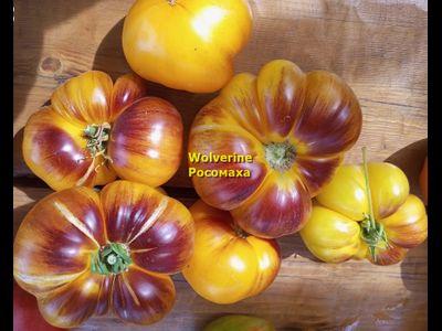 Томат Росомаха (Wolverine)