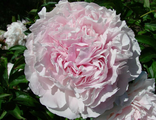 Paeonia Albert Crousse