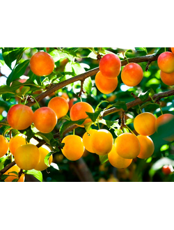 Слива Яхонтовая