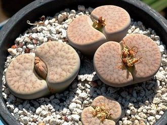 Lithops pseudotruncatella ssp. dendritica С357 (MG-1694.4) - 10 семян