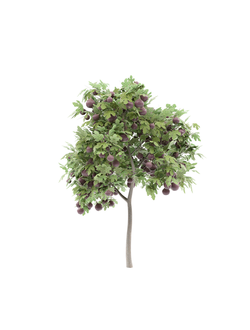 плодовые Инжир с плодами