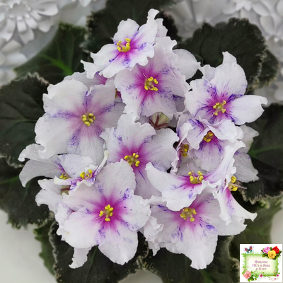 Dn-Love Time (Д. Денисенко) 2021 г.