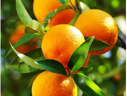Апельсин сладкий Citrus sinensis (цедра) Индия, 5 мл - 100% натуральное эфирное масло