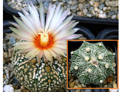 Astrophytum asterias (best nice A) Х A. CAPAS F2 Х A.cv.Super Kabuto - 5 семян