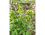 Corydalis bracteata “Зелёный Сон”