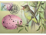 КМ. Беларусь. Яйца птиц. Зеленая пересмешка