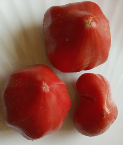 Томат Ребристый Эуганских Холмов (Costoluto Colli Euganei), Италия