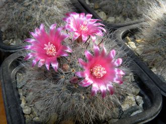 Mammillaria bocasana cv. Lotta Haage - 5 семян