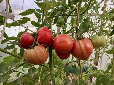 Томат Ребристый Эуганских Холмов (Costoluto Colli Euganei), Италия