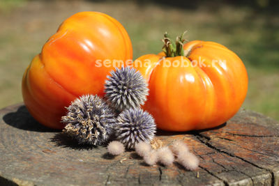 Томат Big Rainbow (Большой Рейнбов), 10 шт.