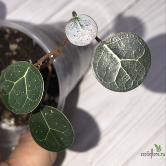 Ficus sp. Sumatra / фикус Суматра