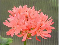 Звездчатые пеларгонии Ирида