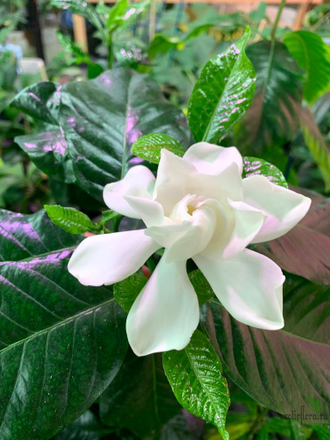 Gardenia T04