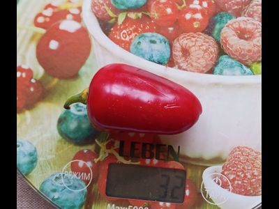 Перец острый  Black Maroccan Jalapeno