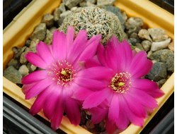 Sulcorebutia canigueralii v.applanata WK 217A - 5 семян