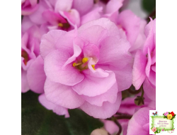 Dresden Doll (P. Harris) (7259) 11/24/1989 трейлер