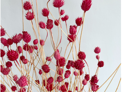 Скабиоза (полевая)