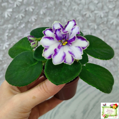 ЮШ-Надюша (И. Волкова) химера