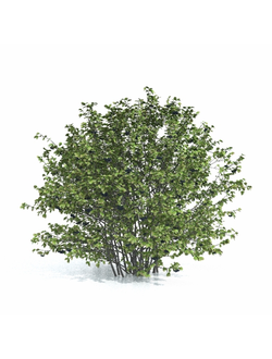 плодовые Арония черноплодная Aronia 1