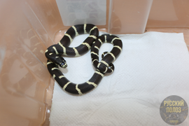 Змея королевская, Lampropeltis
