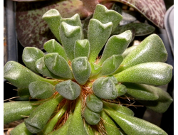 Adromischus alveolatus (3 листа без корней)