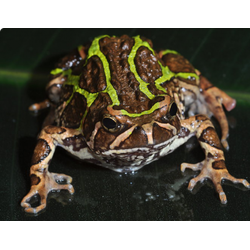 Мадагаскарский лопатоногий узкорот (Scaphiophryne madagascariensis)