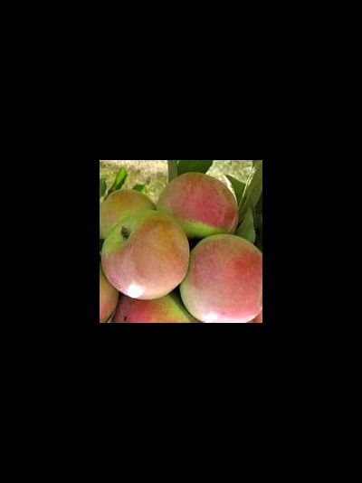 Слава Мичуринска (яблоня)