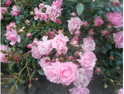 Почвопокровная розовая Фейри