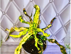 Кротон King Of Siam