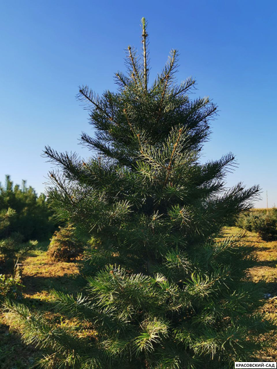 Пихта одноцветная - Abies concolor