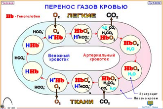 Человек и его здоровье. Дыхание (10 шт), комплект кодотранспарантов (фолий, прозрачных пленок)