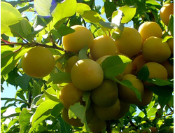 Светлячок (слива)